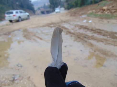 A feather from the last Sparrowhawk, recovered after it flew away with its quarry