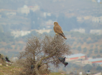 A female Eurasian kestrel on a cliff-side in Amman, (Not the same animal from the last photo)