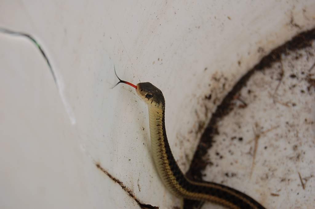 A garter snake I found right next to my house! I got the tongue in the picture perfectly!