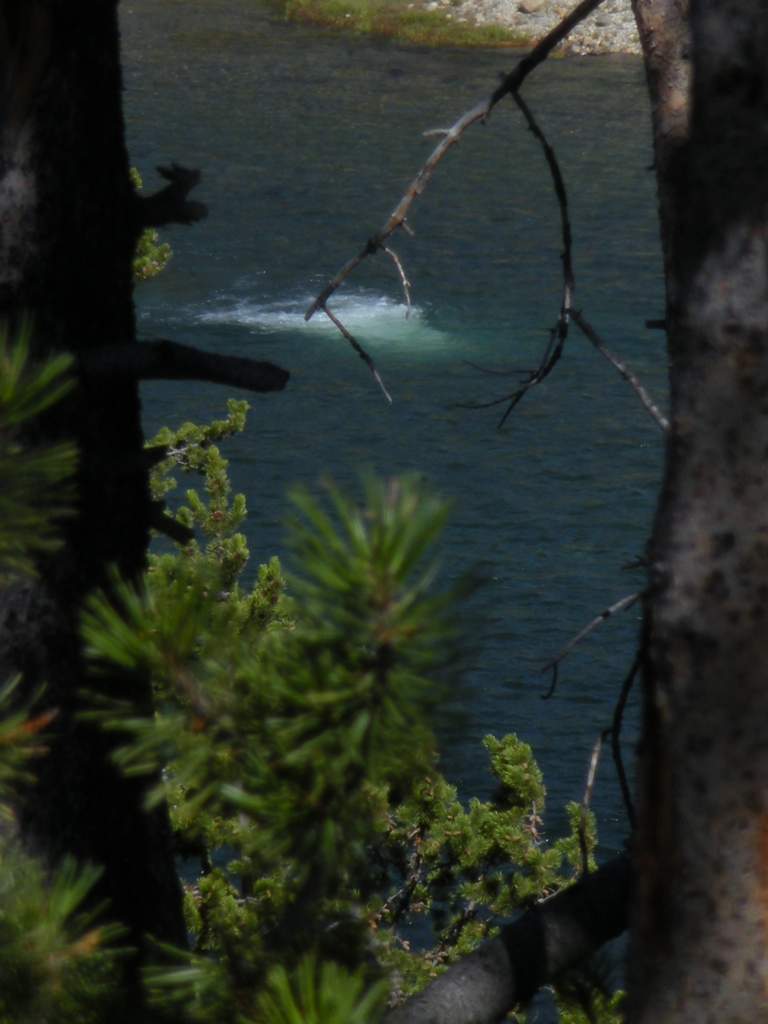 A geyser in the river.