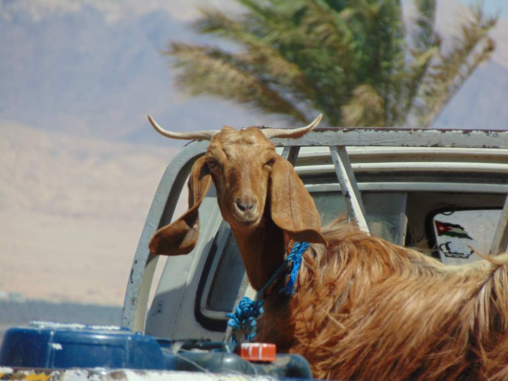 A goat in the back of a truck at the last gas station before the desert highway. First shots of an animal with the camera