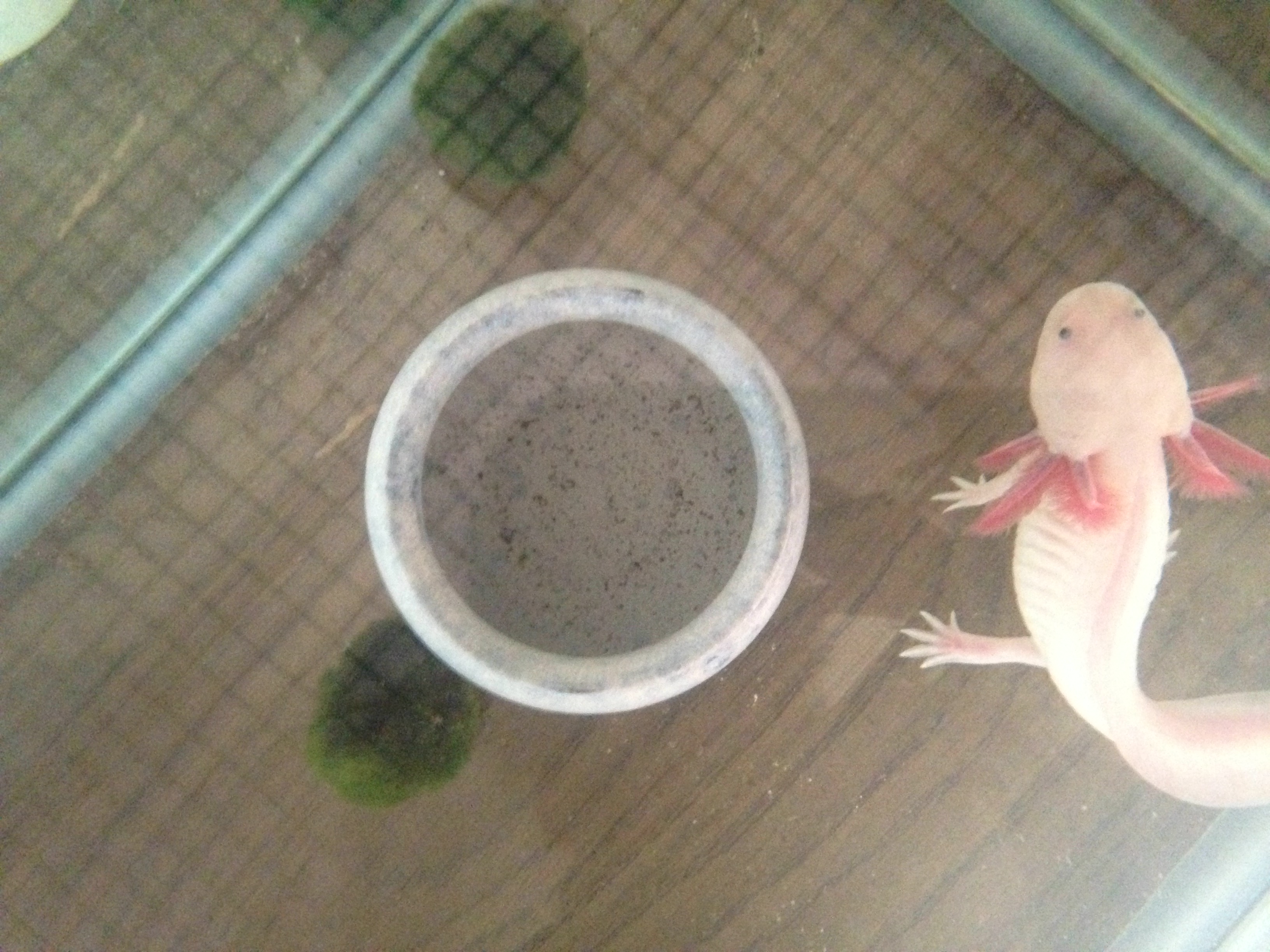 a good shot of kirby and the 2 marimo moss balls i bought recently!!