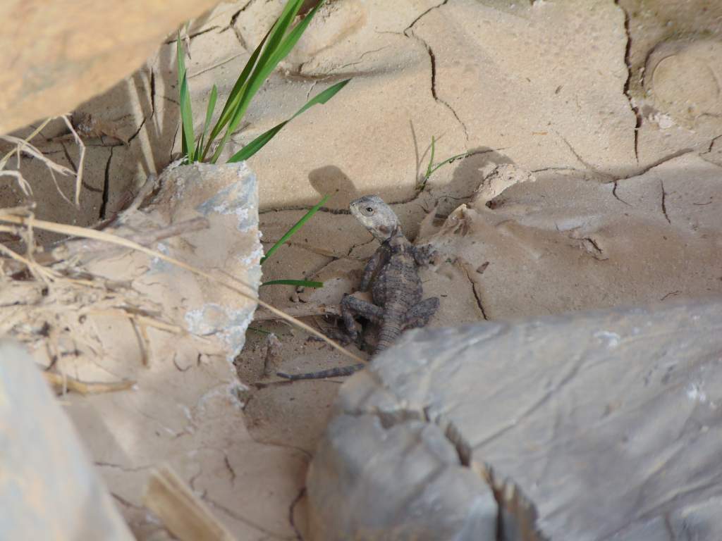 A juvenile Starred agama near the King Talal Dam