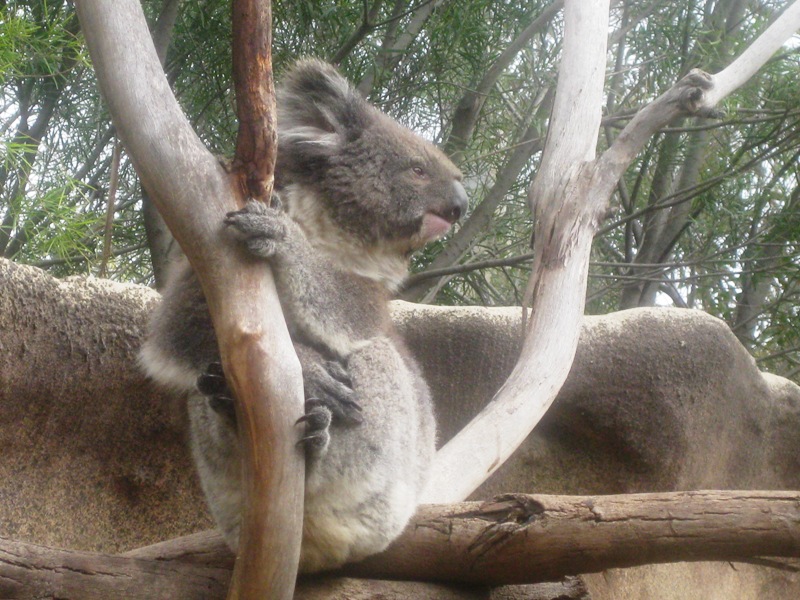 A Koala.   Amazingly enough, the koala was actually AWAKE!