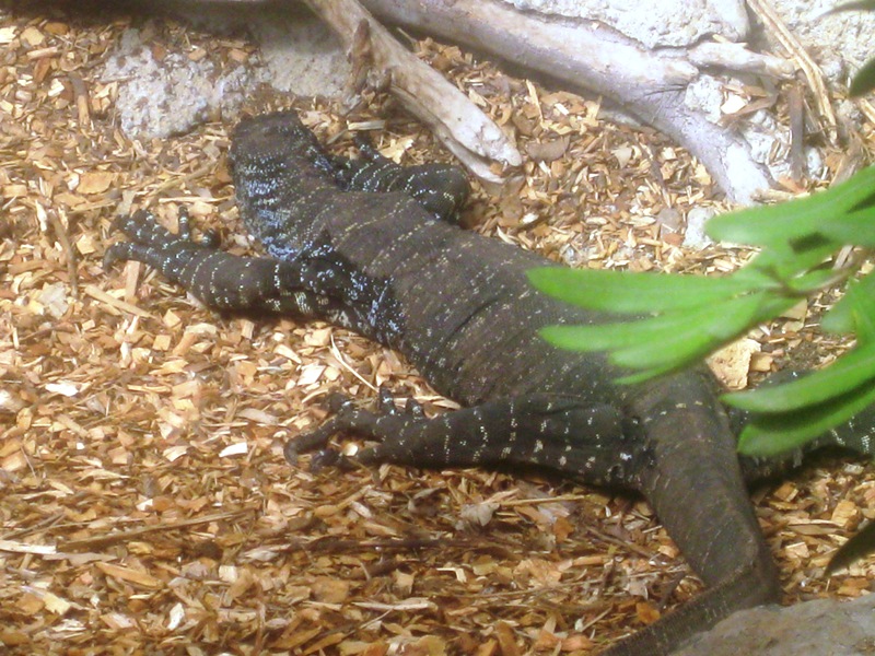 A Lace Monitor.