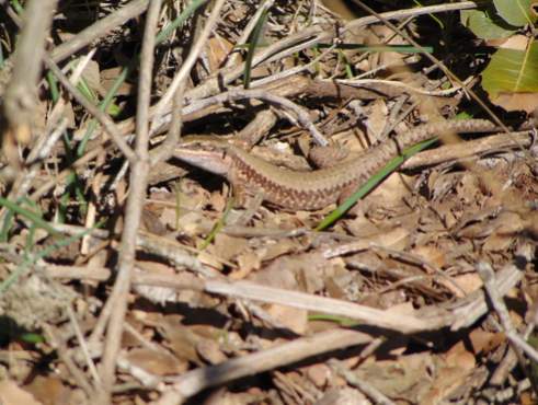 A large, probably male Lebanon lizard in Ajloun forest reserve north of Amman