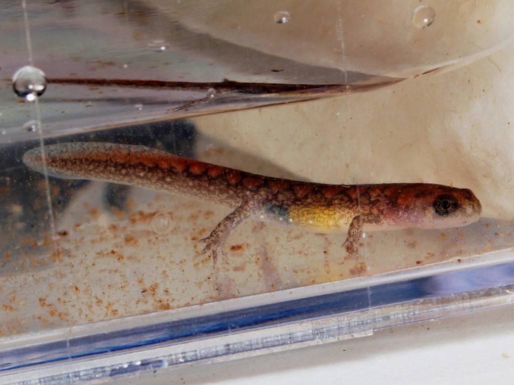 A larva of D. conanti caught in a leaf litter trap in a ravine type stream.