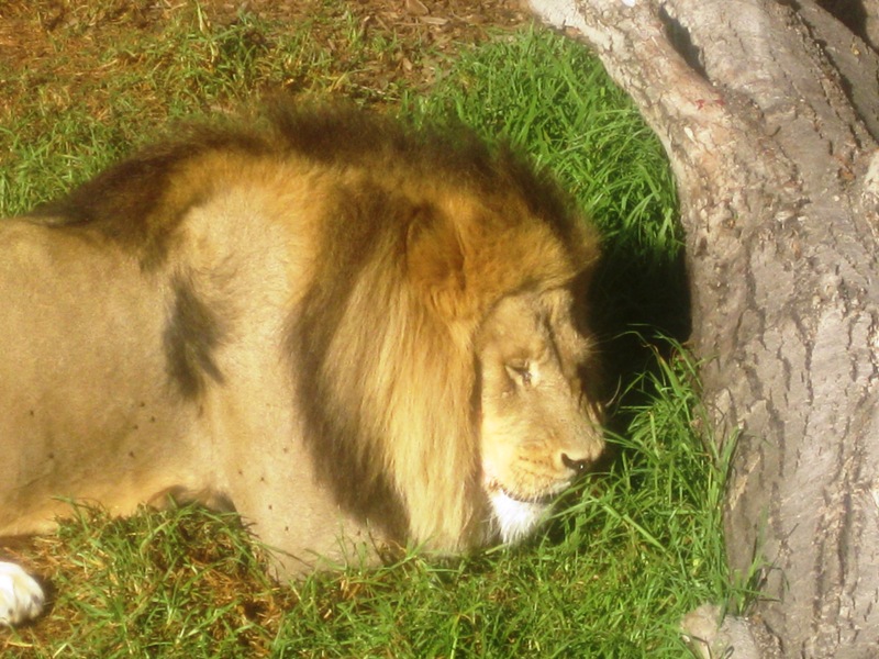 A Lion dozing in the sun.