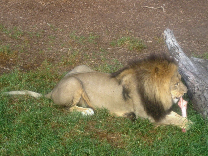 A Lion munching on his bone.