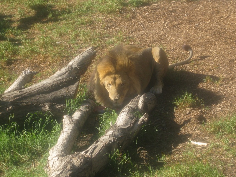 A Lion protecting his bone.  He shares the enclosure with two other male lions (all brothers).