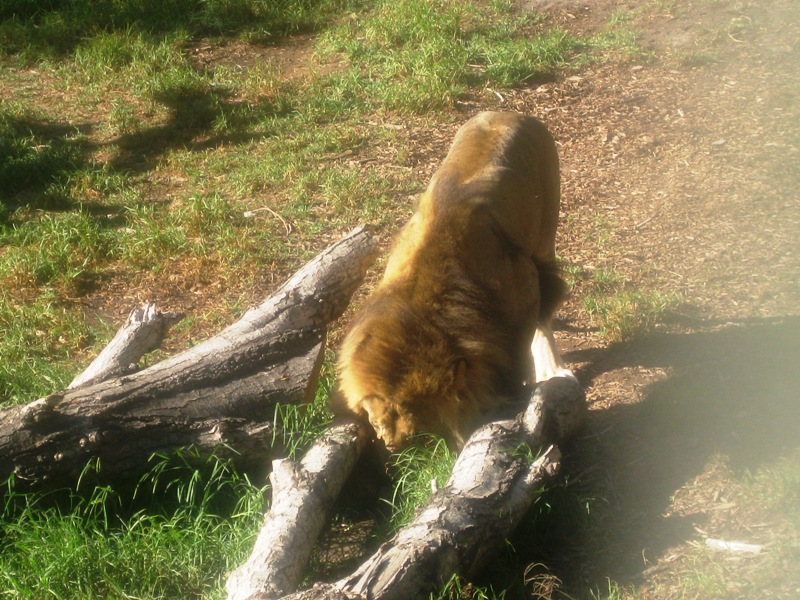 A Lion trying to find his bone.