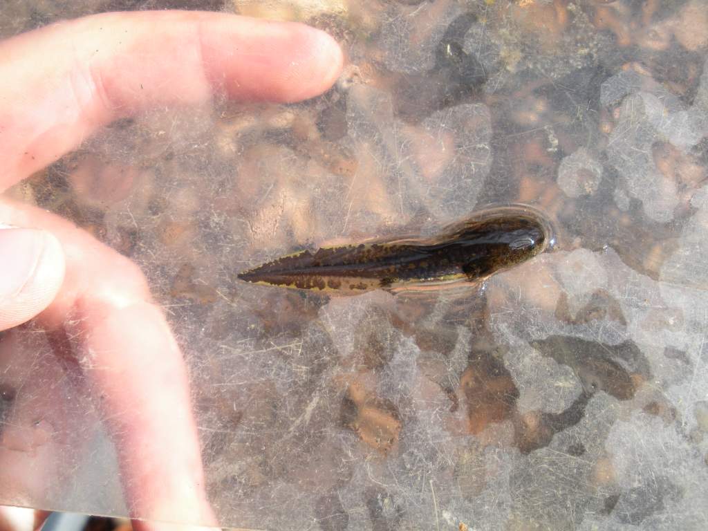 A little Ambystoma opacum larva, showing off it's flashy new 'recapture' mark.