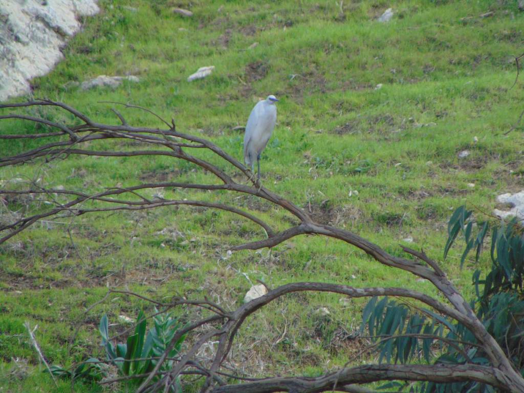 A Little egret near the King Talal Dam