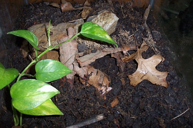 a. maculatum (communal<2>) hide