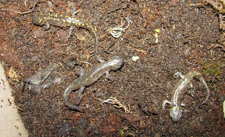 A. maculatum morphs