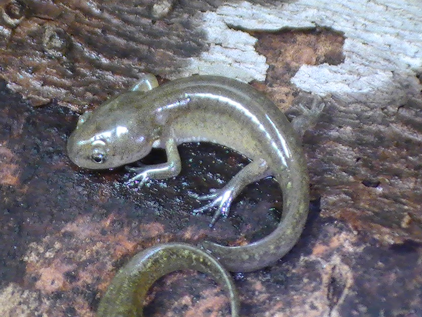 A.maculatum morphs