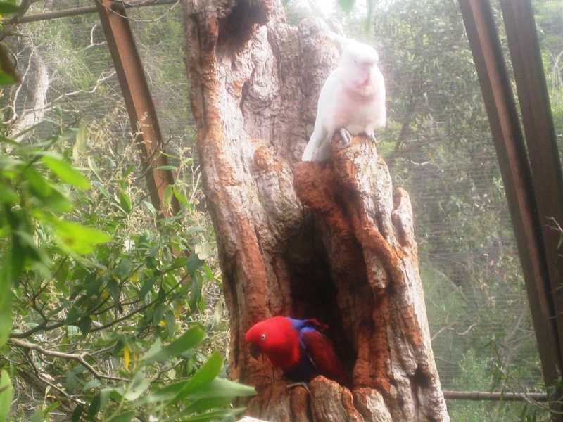 A Major Mitchell Cockatoo, and an Australian Parrot.