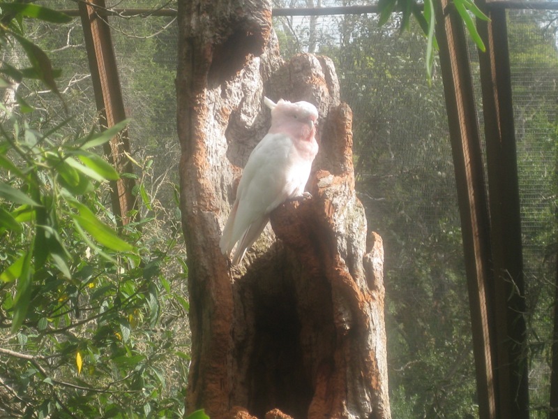 A Major Mitchell Cockatoo. This bird was a pest to photograph!