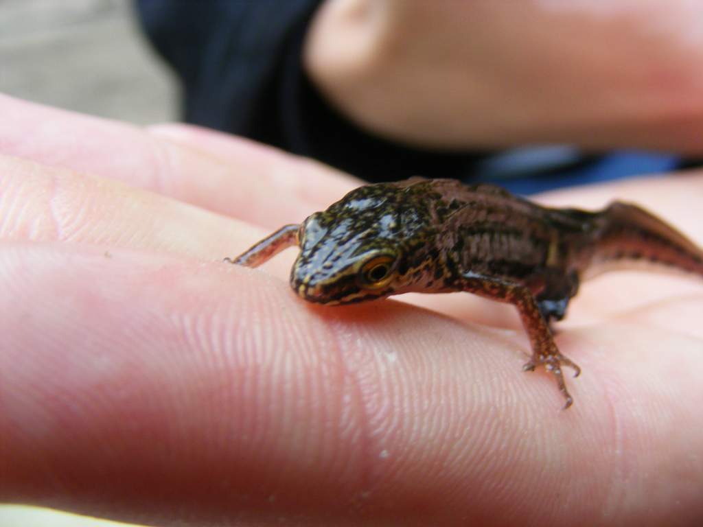 A male smooth newt (I think!) we went pond diping in a local wildlife pond