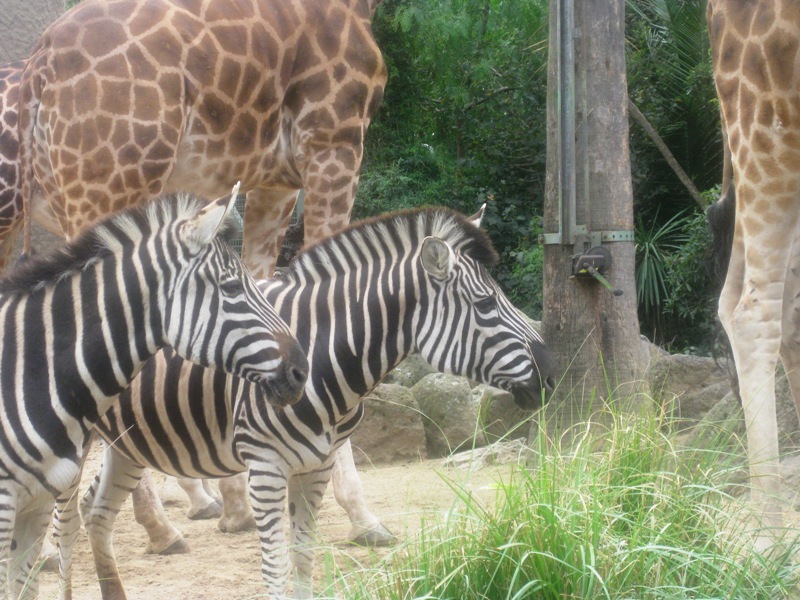 A man came into their enclosure bearing a bucket.  What could this mean?