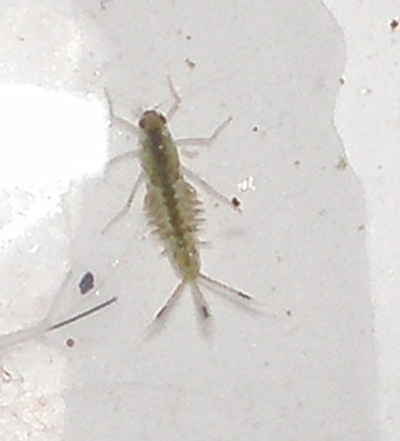 A mayfly larvae (I think) ate nearly all my daphnia :(