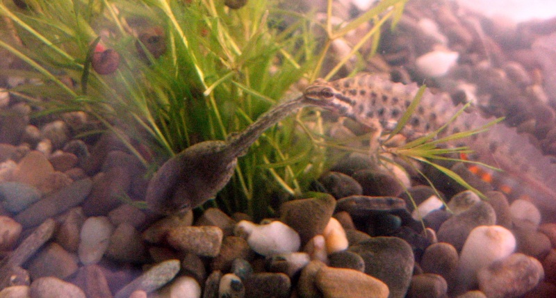 A meal too big for him...a rana tadpole..the tadpole strugled for 30 min or so before the newt let him go...