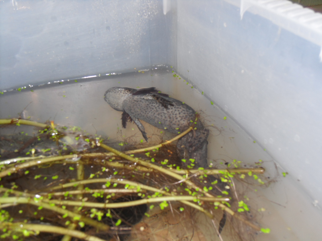 A.mexicanum female, hybrid mother laying pure A.mexicanum eggs