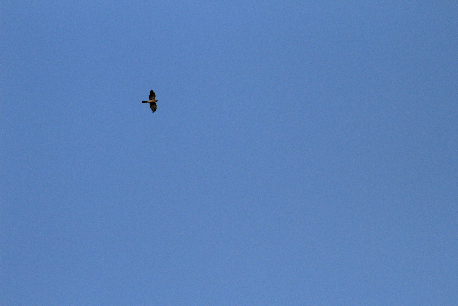 A migratory Eurasian sparrowhawk. Either a Passage migrant (Which means it only flies over the country, and stops every now and again to rest and feed