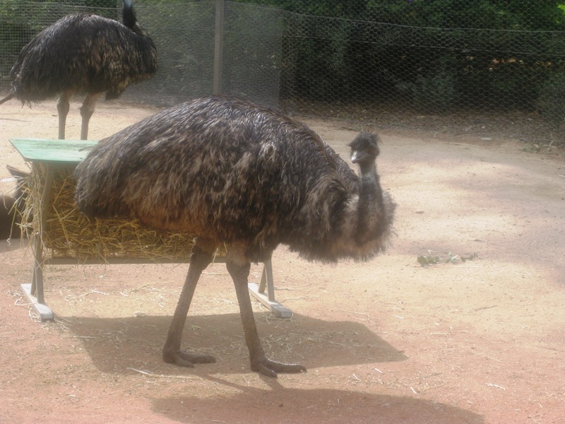 A native Australian fauna. The Emu. 
I just love these guys, they have attitude.