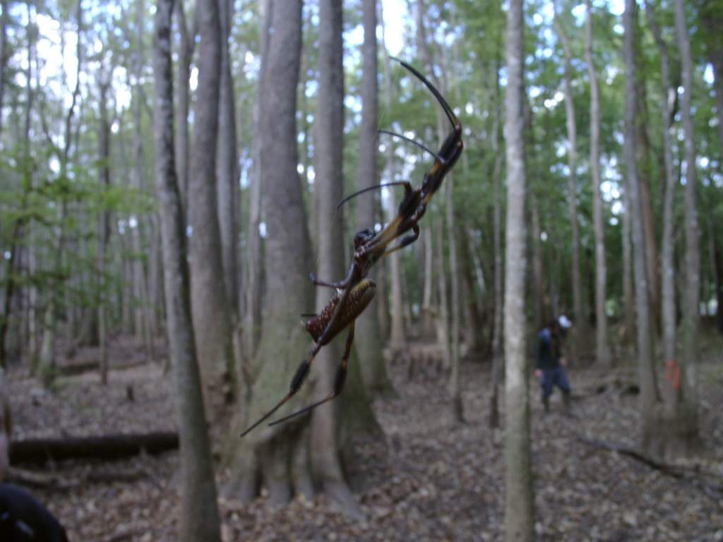 A Nephila sp.