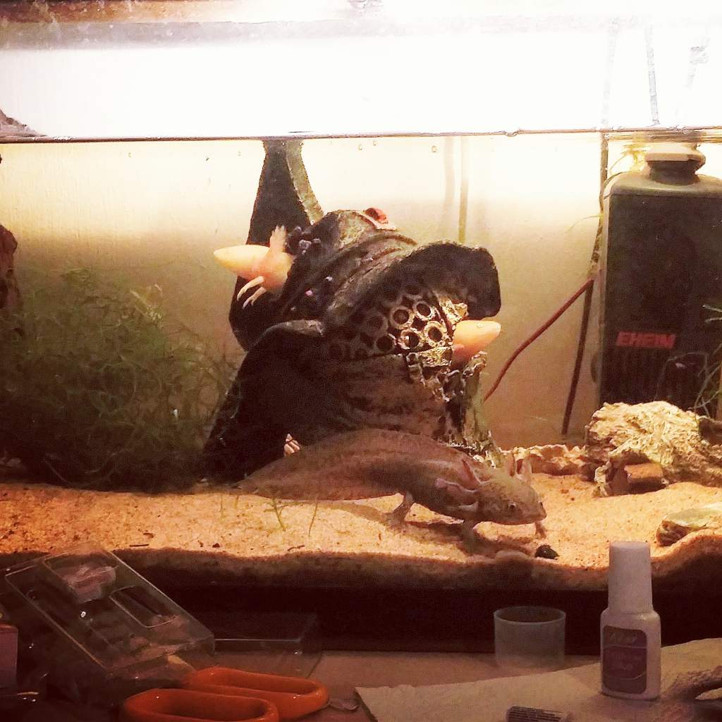 A old tank set up