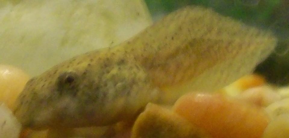 A photograph of my bullfrog tadpole (Rana catesbeiana) I saved from a nearby pond before it froze.