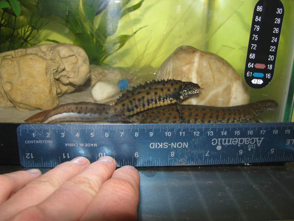 A picture measuring one of my dobro females. 19 cm, she isnt completely straight though.