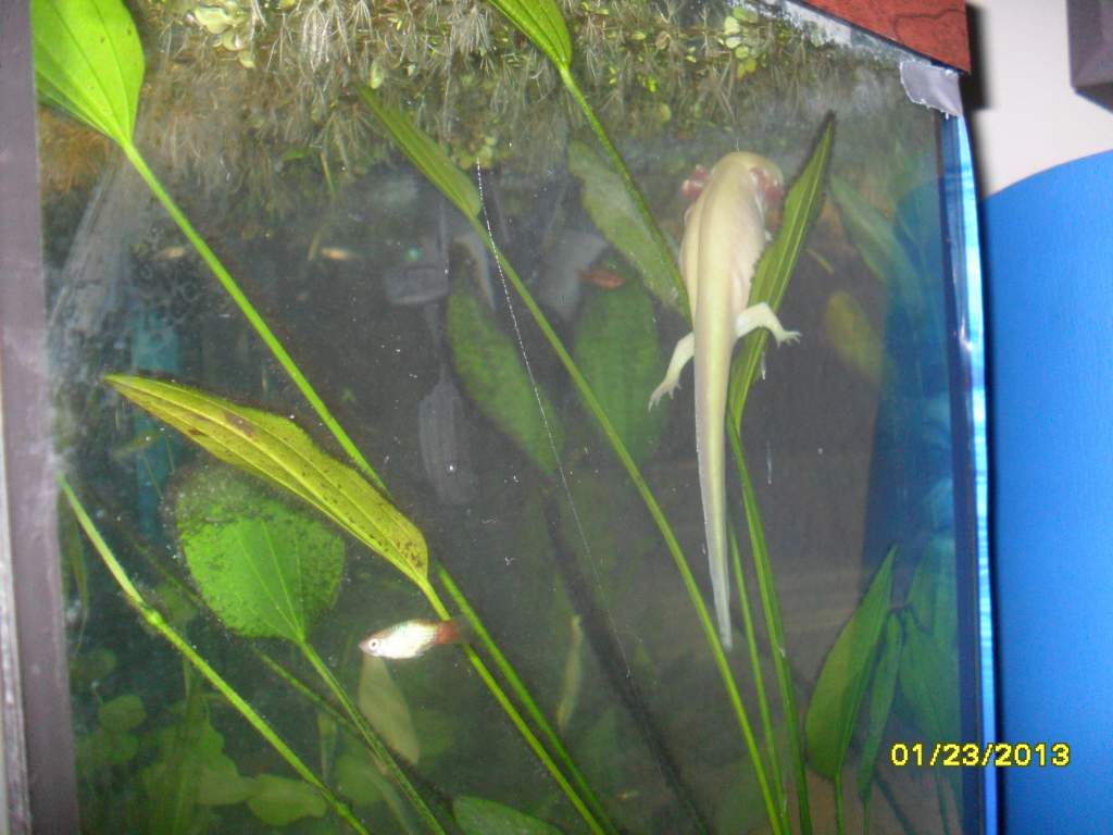 A picture of Ditto, that happens to also include what happens to be my favorite fish in my tank(: