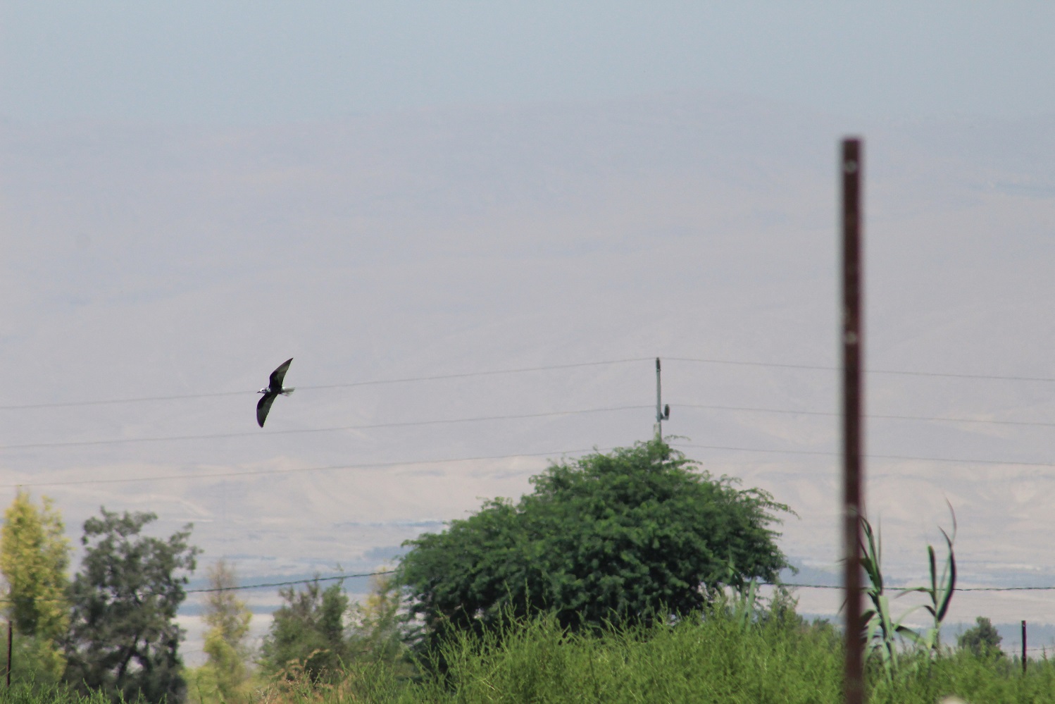 A presumably migratory White winged tern nearby to the Dead Sea. Hunting in the farmland near to it, which also give me hints onto how the migratory H