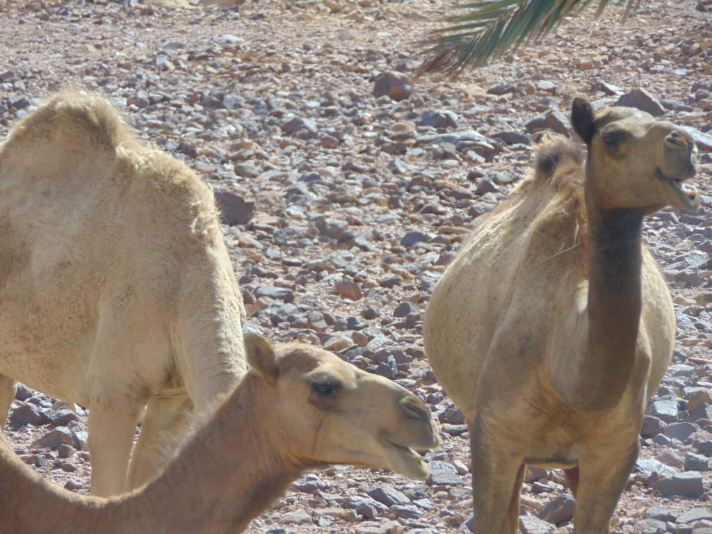 A small herd of camels. Right outside Wadi Rum