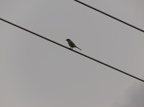 A Southern gray shrike (Lanius meridionalis aucheri)