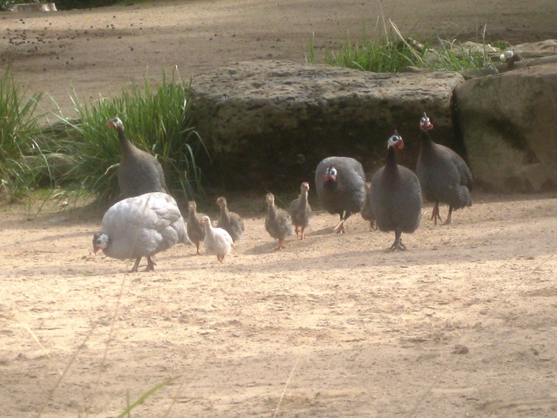 A stampede of Guinea Fowl...