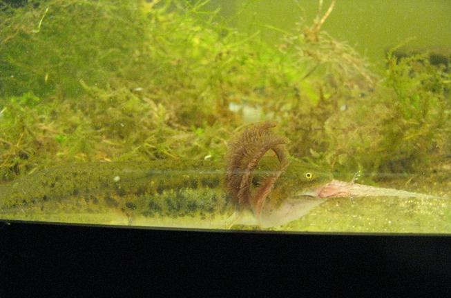 a. tigrinum larva eating green frog or bullfrog tadpole