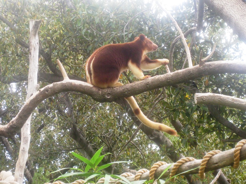 A Tree Kangaroo using the Force....