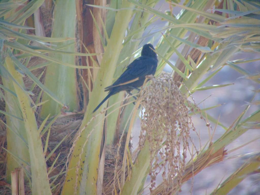 A Tristram's Starling. One of my first photos with a camera. Seen in Wadi Rum