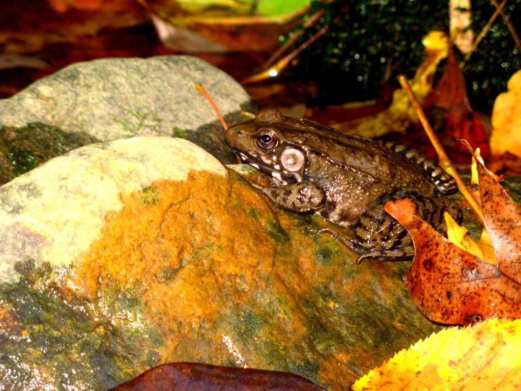 A very cold bullfrog...