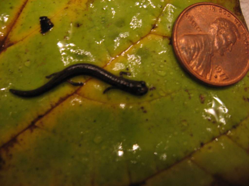 A very small B. attenuatus