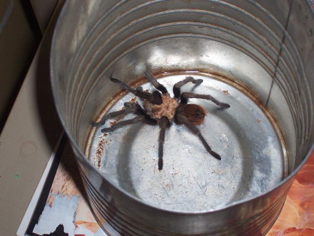 A visiting tarantula