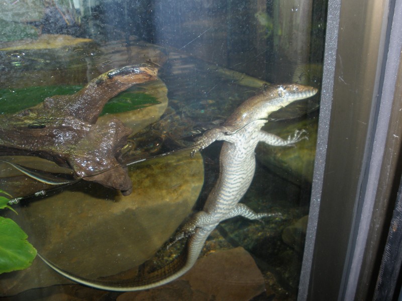 A Water Monitor.