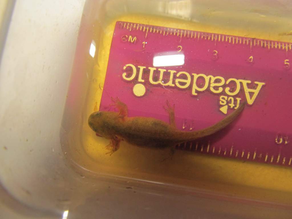 A well-fed Ambystoma macrodactylum larva. Look closely and you can see part of a Chaoborous larva sticking out of its mouth