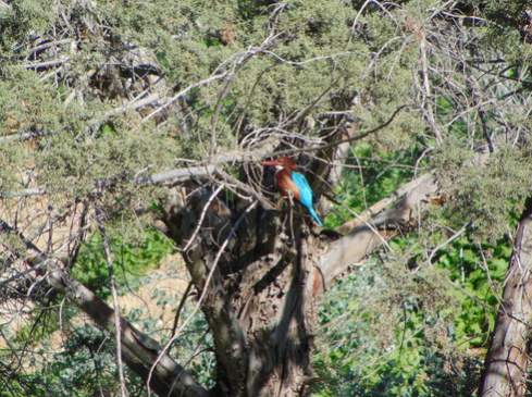 A White-throated kingfisher in a type of Cypress tree