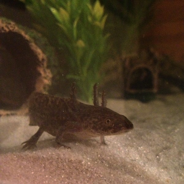 A young Rocket. This was taken just after I got my axolotls :)