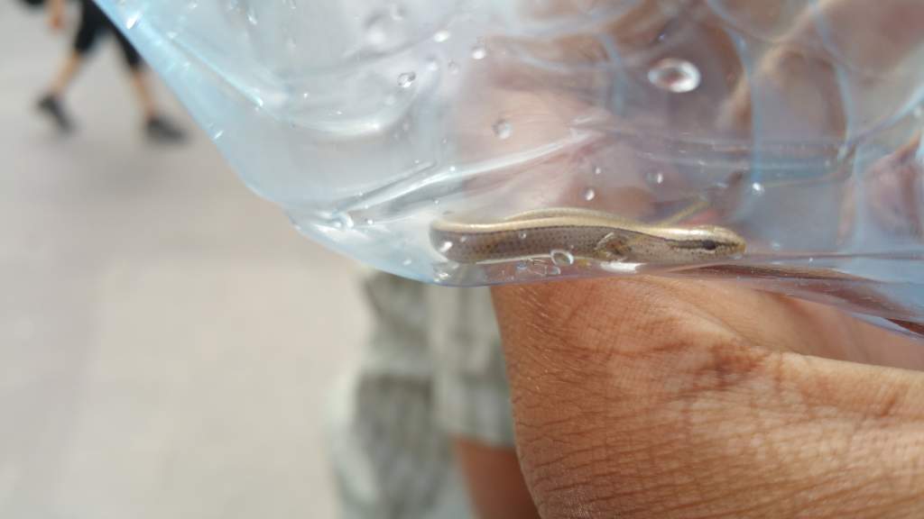 (Ablepharus rueppellii the Ruppell's snake-eyed skink) Juvenile found whilst herping Petra