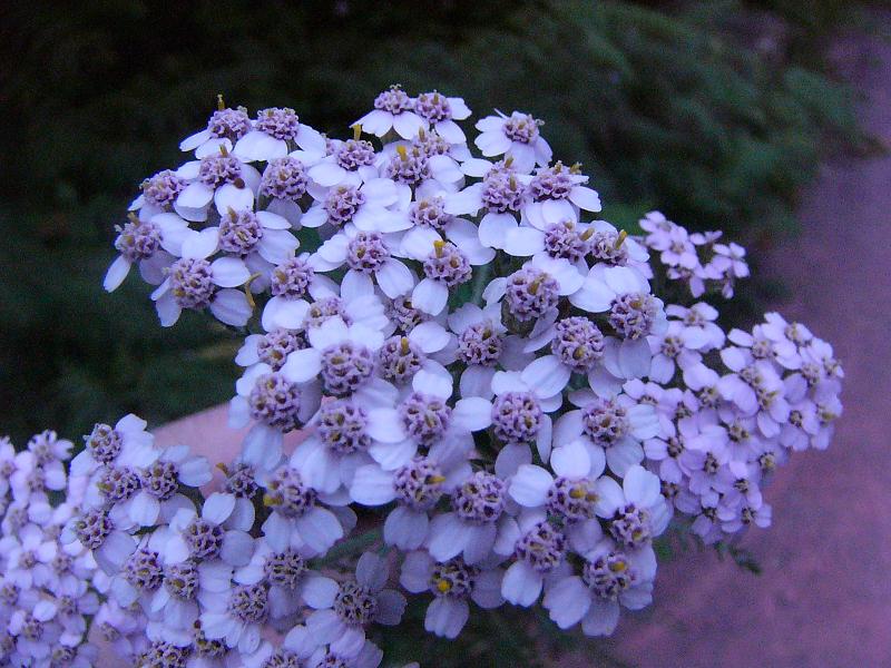 Achillea millefolium (yarrow)